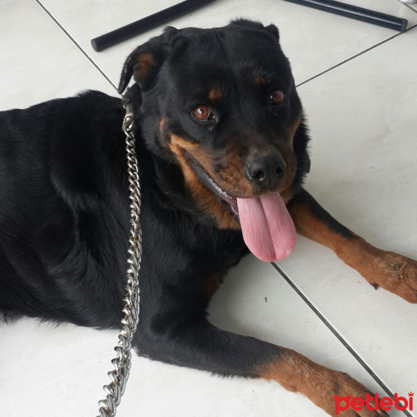 Rottweiler, Köpek  Jessy fotoğrafı