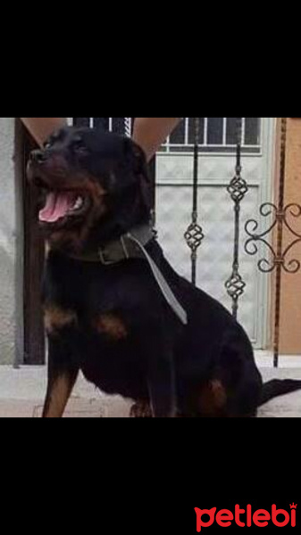 Rottweiler, Köpek  Jessy fotoğrafı