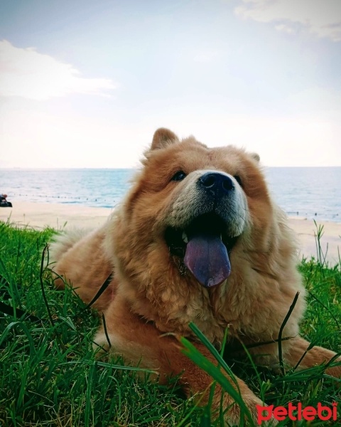 Chow Chow (çin Aslanı), Köpek  Leydi fotoğrafı