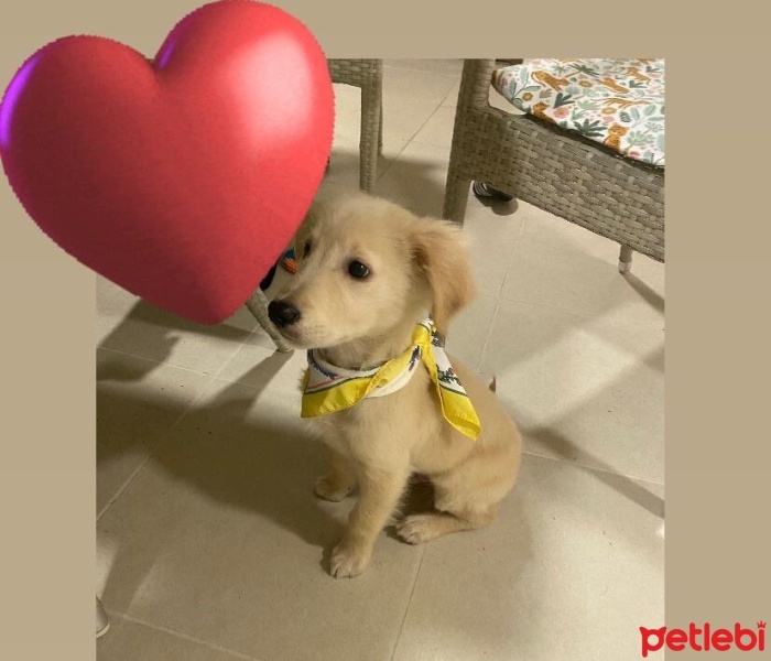 Golden Retriever, Köpek  Maça fotoğrafı