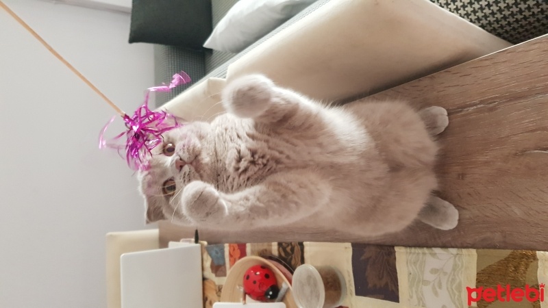 Scottish Fold, Kedi  Mia fotoğrafı