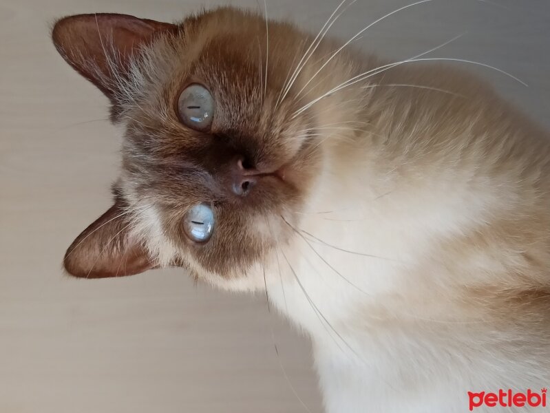 British Shorthair, Kedi  Mocha fotoğrafı