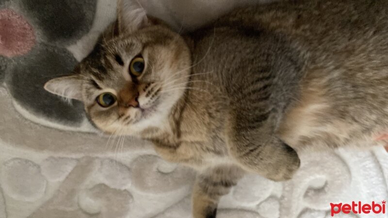 British Shorthair, Kedi  Mia fotoğrafı