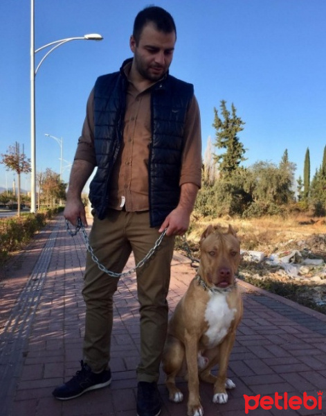 Amerikan Pitbull Terrier, Köpek  diego fotoğrafı