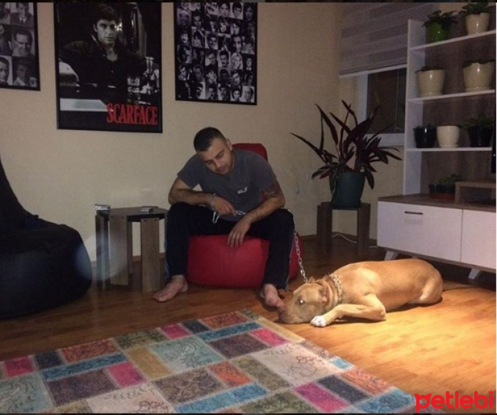 Amerikan Pitbull Terrier, Köpek  diego fotoğrafı