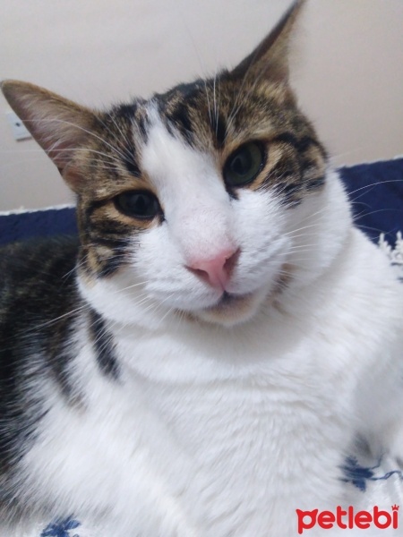 Tekir Kedi, Kedi  Şanslı fotoğrafı