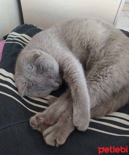 Scottish Fold, Kedi  Eva fotoğrafı