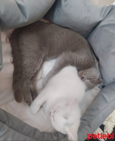 Scottish Fold, Kedi  Eva fotoğrafı