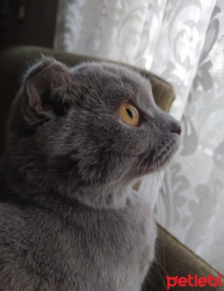 Scottish Fold, Kedi  Eva fotoğrafı