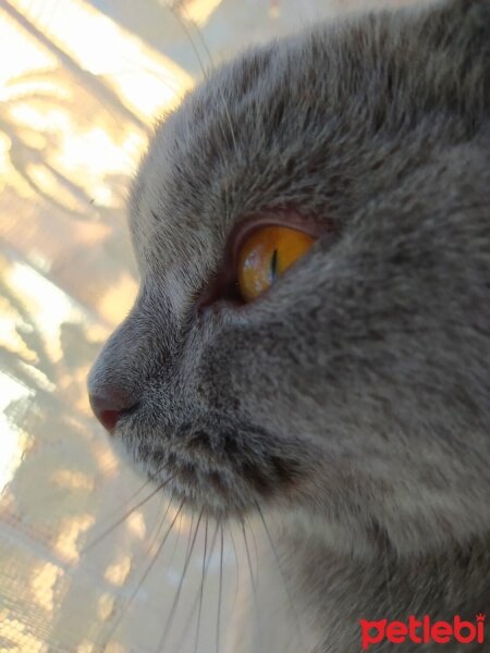 Scottish Fold, Kedi  Eva fotoğrafı