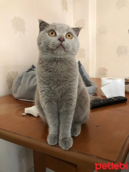 Scottish Fold, Kedi  Eva fotoğrafı