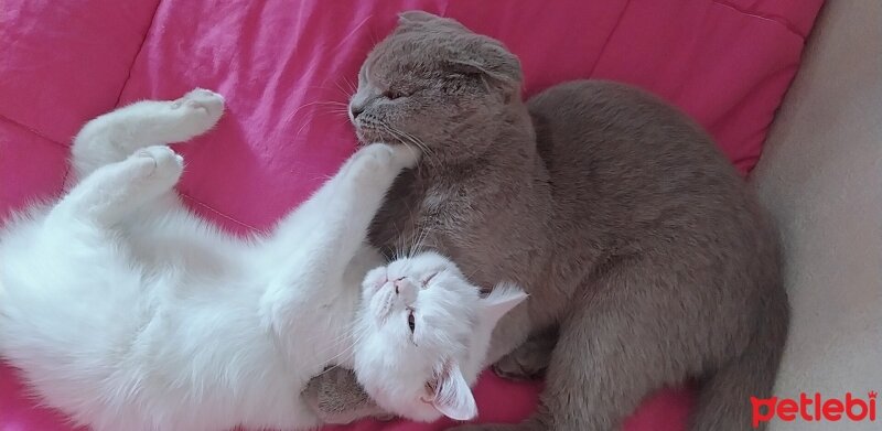 Scottish Fold, Kedi  Eva fotoğrafı