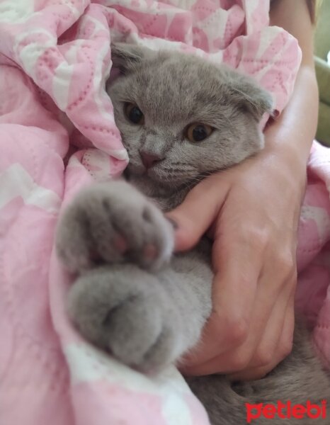 Scottish Fold, Kedi  Eva fotoğrafı