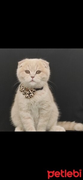 Scottish Fold, Kedi  Kaplan Bıdık fotoğrafı