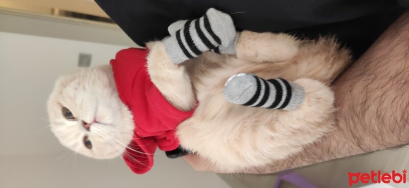 Scottish Fold, Kedi  Kaplan Bıdık fotoğrafı