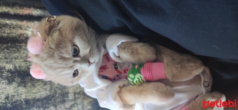 Scottish Fold, Kedi  Kaplan Bıdık fotoğrafı