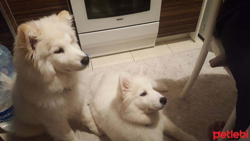 Samoyed, Köpek  layka fotoğrafı