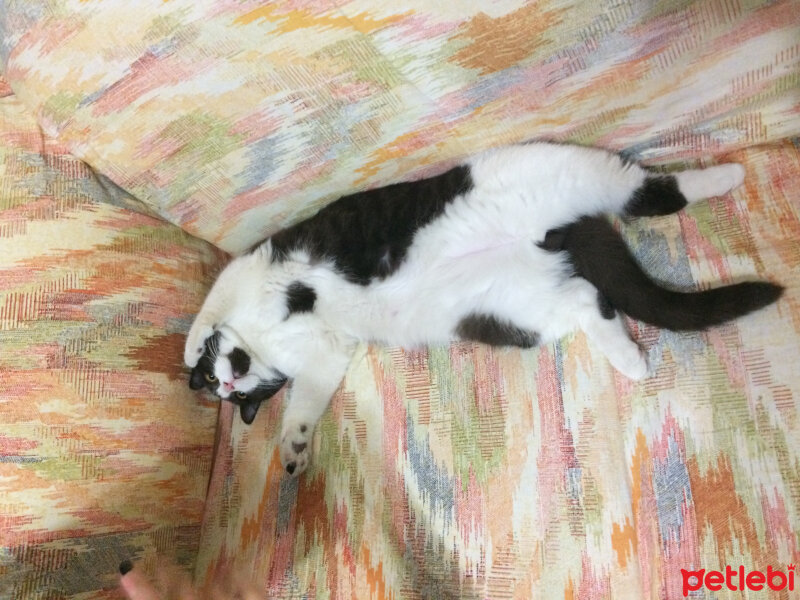 British Shorthair, Kedi  Duman fotoğrafı