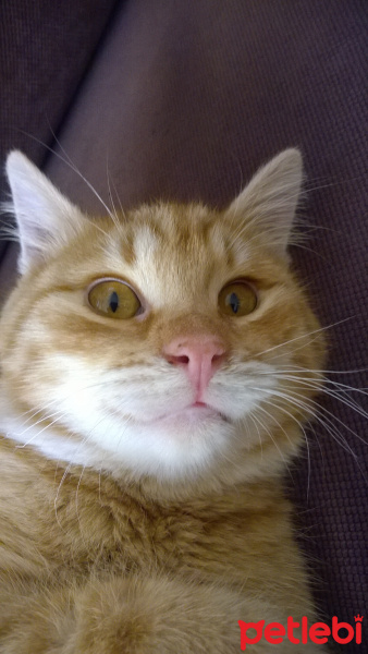 Tekir Kedi, Kedi  Omlet fotoğrafı