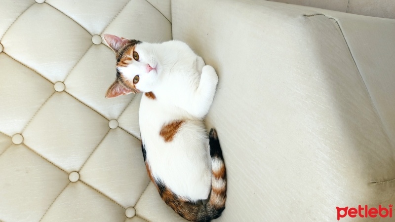 Tekir Kedi, Kedi  Ponçik fotoğrafı