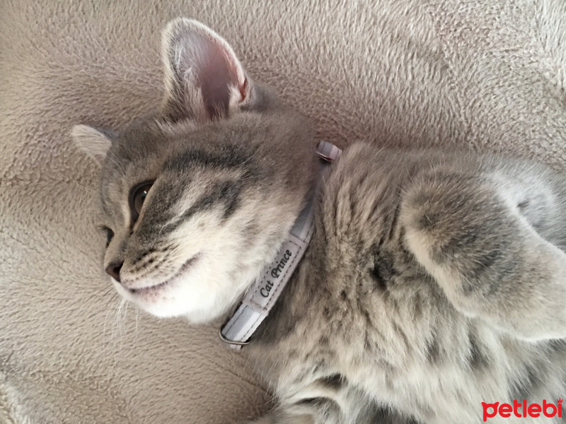 British Shorthair, Kedi  Prens  fotoğrafı