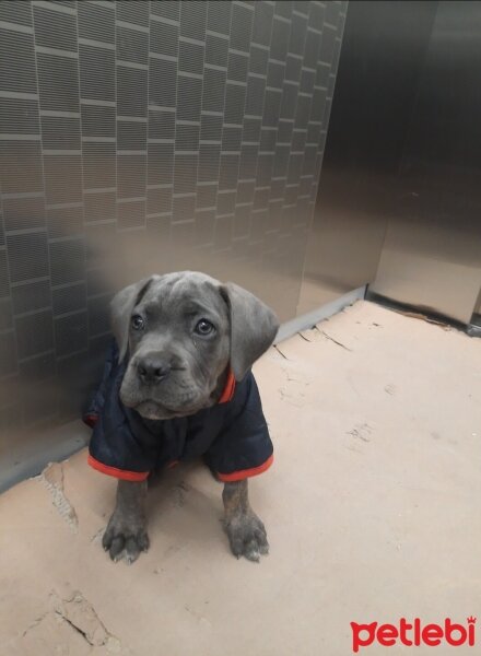 Cane Corso Italiano, Köpek  THANOS fotoğrafı