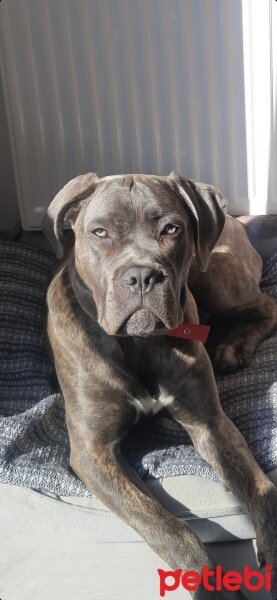 Cane Corso Italiano, Köpek  THANOS fotoğrafı