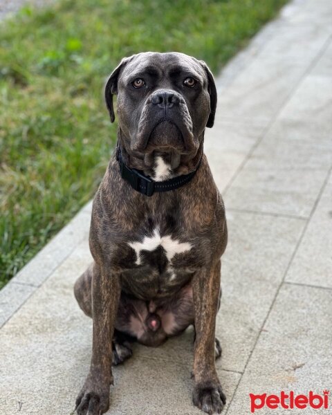 Cane Corso Italiano, Köpek  THANOS fotoğrafı