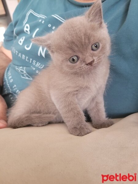 British Shorthair, Kedi  Luna fotoğrafı