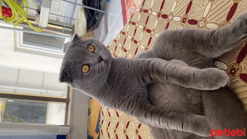 Scottish Fold, Kedi  Cafer fotoğrafı