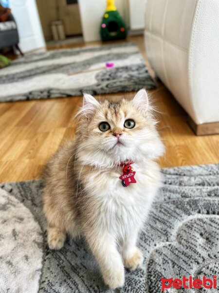 British Longhair, Kedi  Arwen fotoğrafı