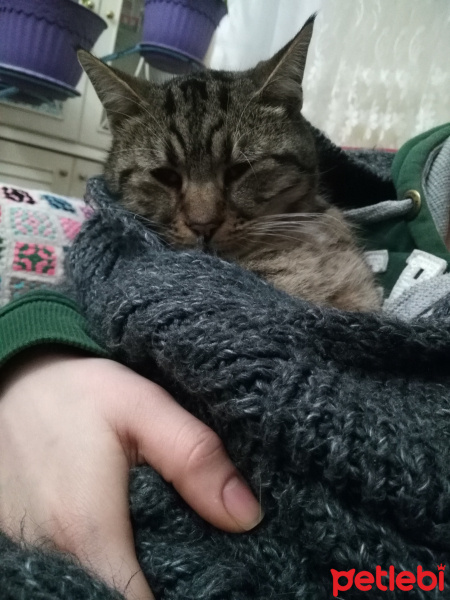 Tekir Kedi, Kedi  Çekirdek fotoğrafı