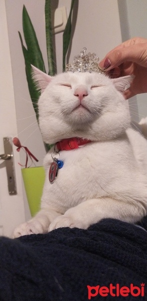 Van Kedisi, Kedi  Kapris fotoğrafı