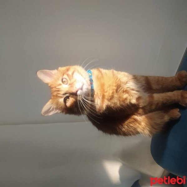 Sarman, Kedi  Simba fotoğrafı