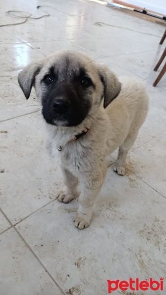 Kangal, Köpek  Maya fotoğrafı