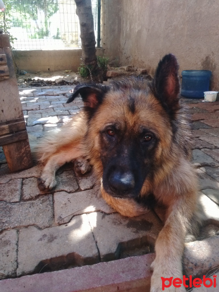 Alman Çoban Köpeği, Köpek  karun fotoğrafı