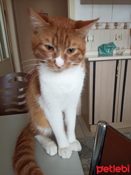 Sarman, Kedi  Boncuk fotoğrafı