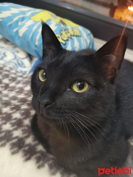 Tekir Kedi, Kedi  Zeytin fotoğrafı