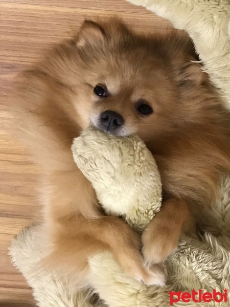 Pomeranyalı, Köpek  Casper fotoğrafı
