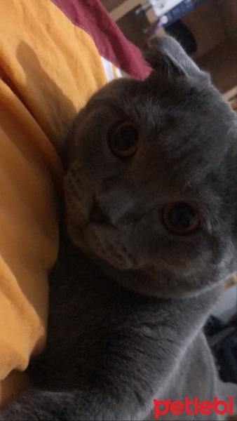 Scottish Fold, Kedi  Duman fotoğrafı
