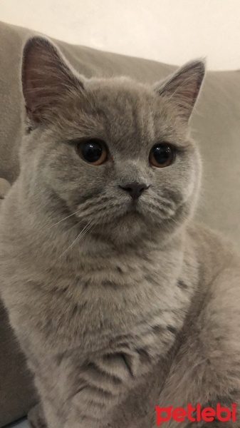 British Shorthair, Kedi  Lokum fotoğrafı