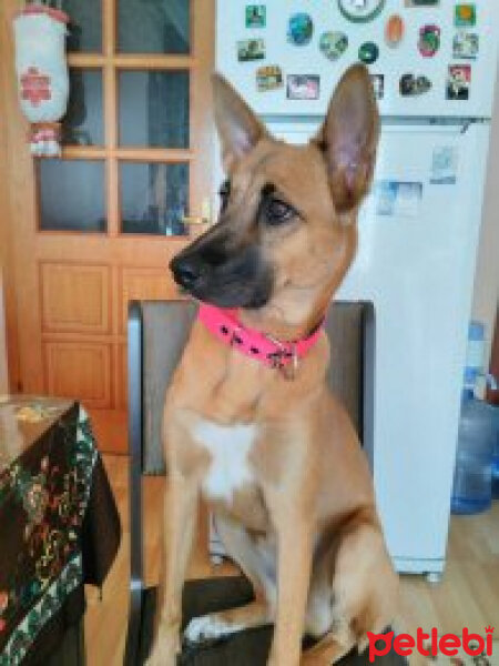 Belçika Malinois, Köpek  minik fotoğrafı