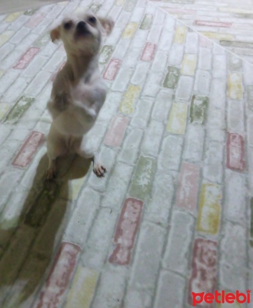 Chihuahua, Köpek  Lucy fotoğrafı
