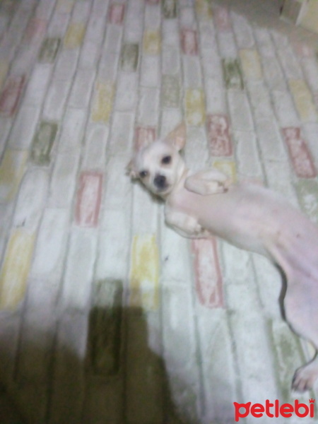 Chihuahua, Köpek  Lucy fotoğrafı