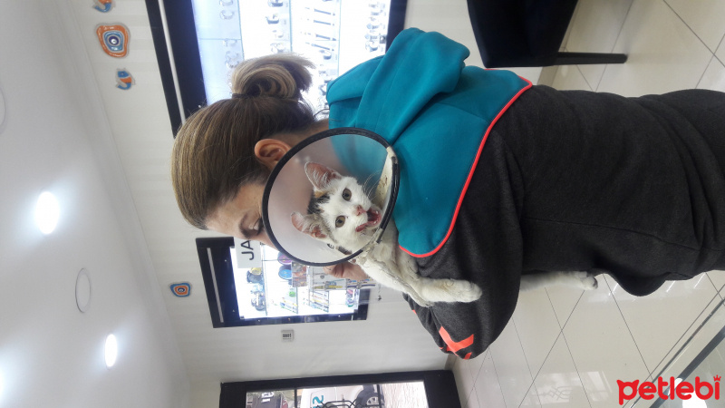 Tekir Kedi, Kedi  Fare fotoğrafı