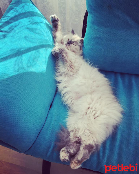 İran Kedisi (Persian), Kedi  Mavi fotoğrafı