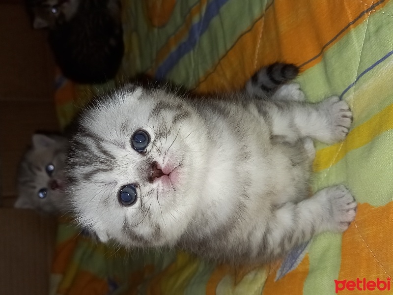 Scottish Fold, Kedi  Bebek scotish fold fotoğrafı