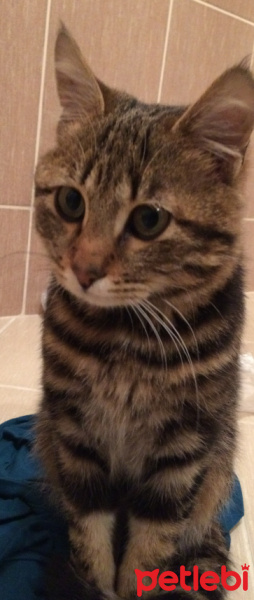 Tekir Kedi, Kedi  BELLA fotoğrafı