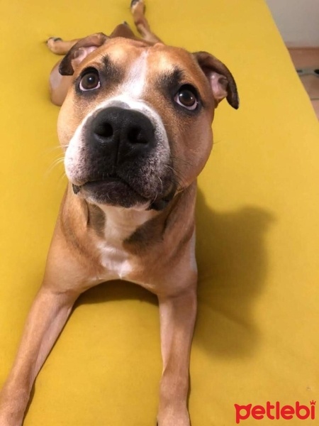 Amerikan Pitbull Terrier, Köpek  Jashua fotoğrafı