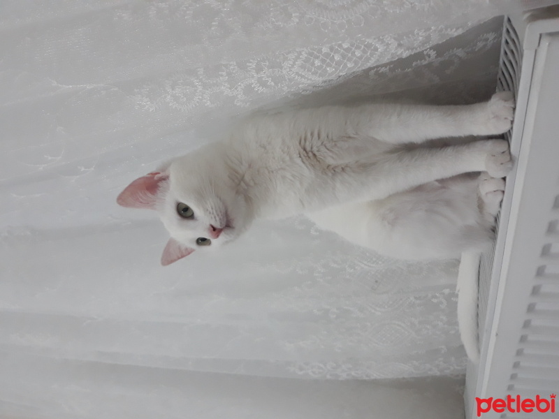 Ankara Kedisi, Kedi  Daisy fotoğrafı